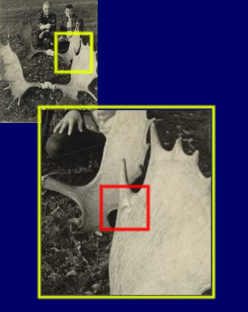 Ted Holmquist's 30.30 bullet hole in the 53" moose rack. 30.30-bullet-hole.jpg