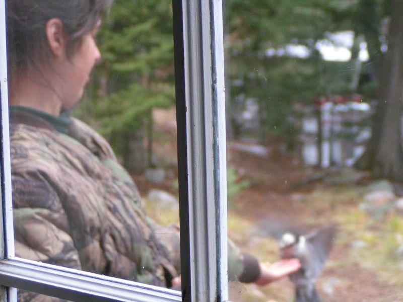 hand feeding a grey jay (Canadian Jay)
