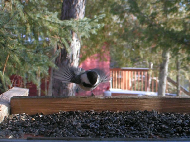 Black-capped chickadee
