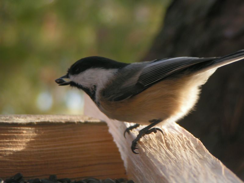 Black-capped chickadee