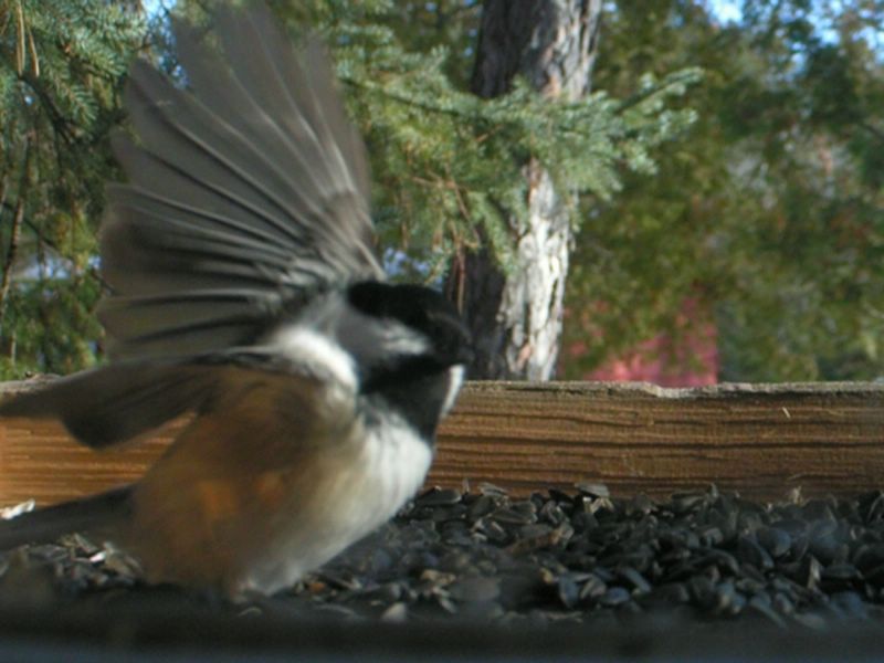 Black-capped chickadee