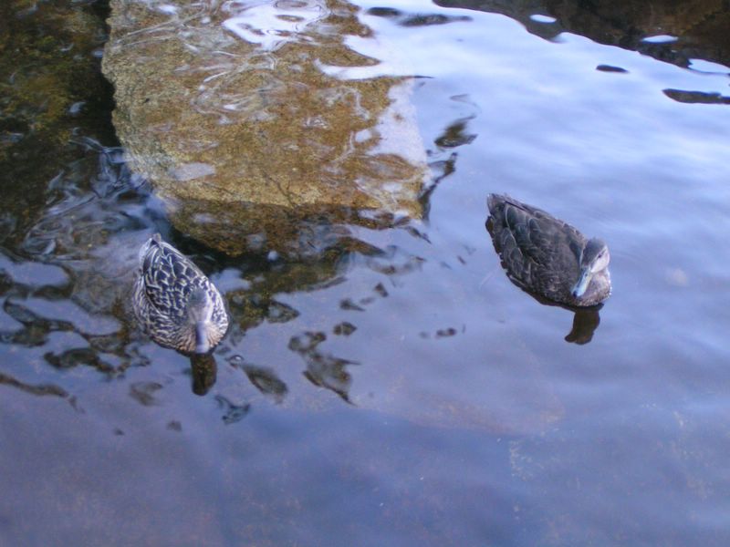 Mallard and black duck