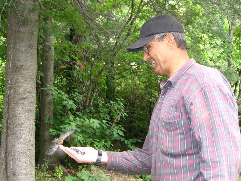 hand feeding a red-breasted nuthatch