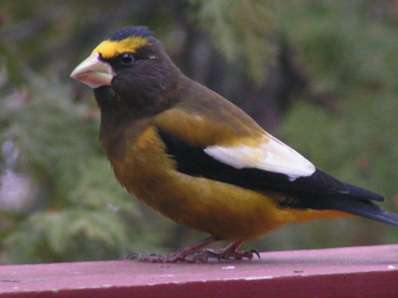 Evening Grosbeak