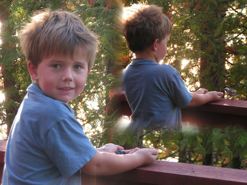 hand feeding a chickadee