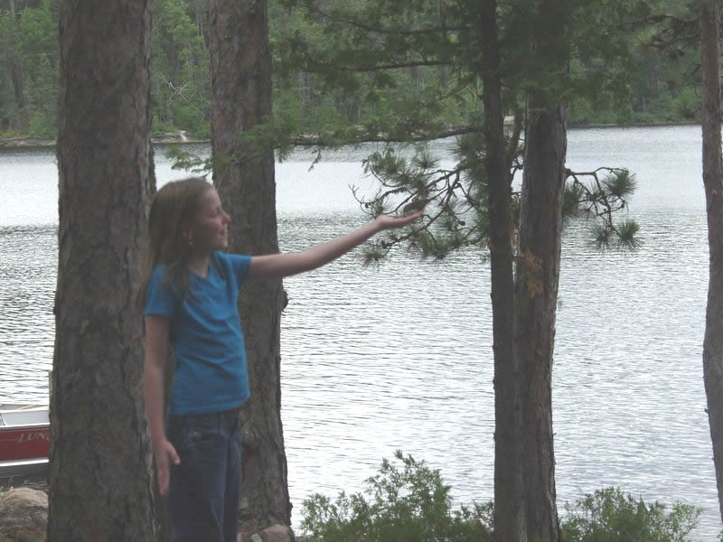 hand feeding a black-capped chickadee
