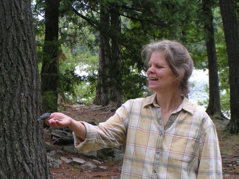 hand feeding a red breasted nuthatch
