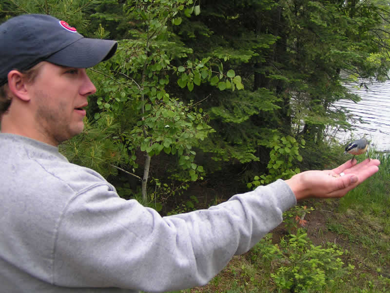 hand feeding a red breasted nuthatch