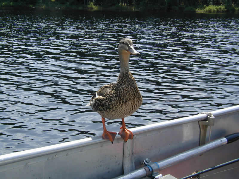 Friendly mallard looking for a snack.