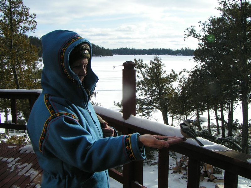 hand feeding a black-capped chickadee in winter