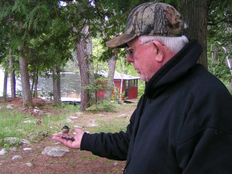 hand feeding a red-breasted nuthatch