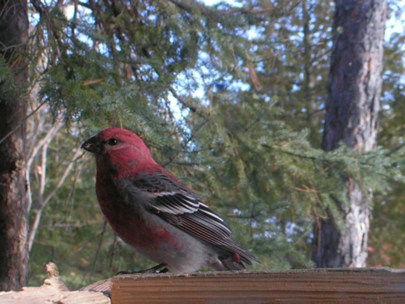 Pine Grosbeak