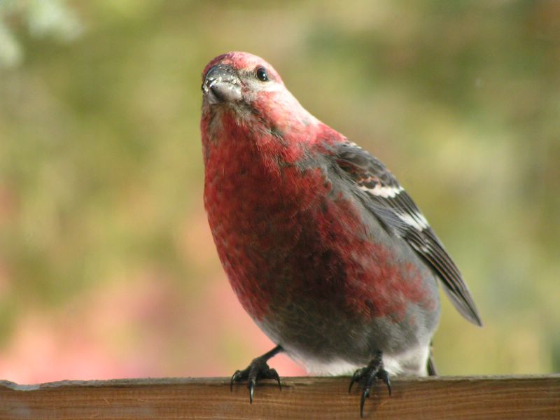 Pine Grosbeak