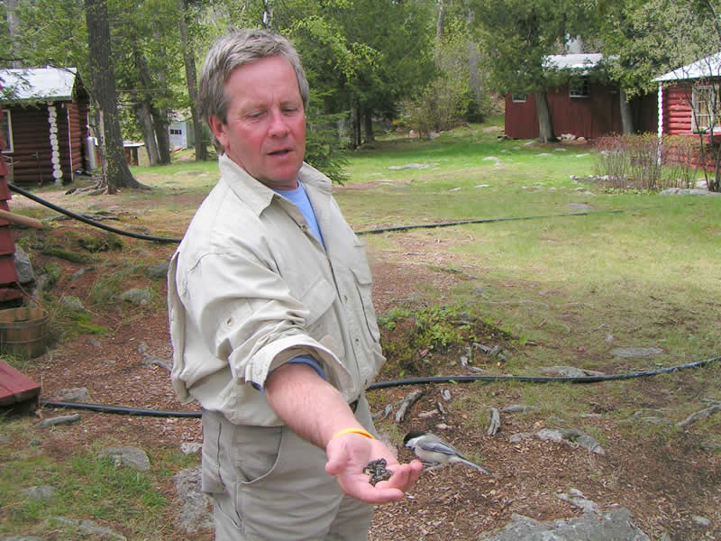 hand feeding a chickadee
