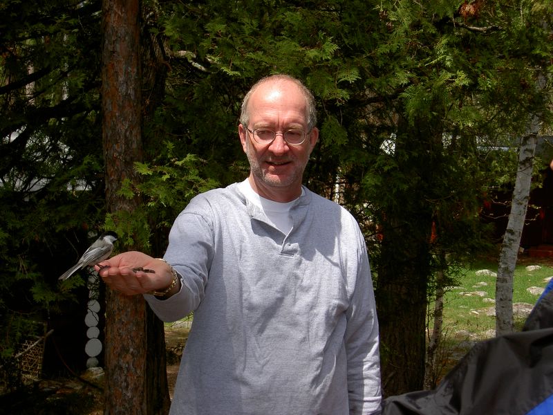 hand feeding a black-capped chickadee