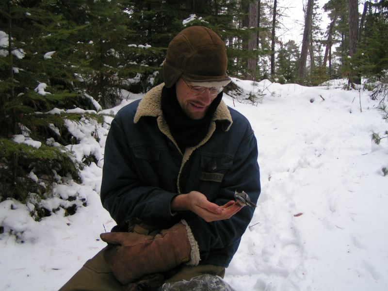 hand feeding a black-capped chickadee in winter